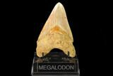 Serrated, Fossil Megalodon Tooth (Repaired) - Indonesia #161700-2